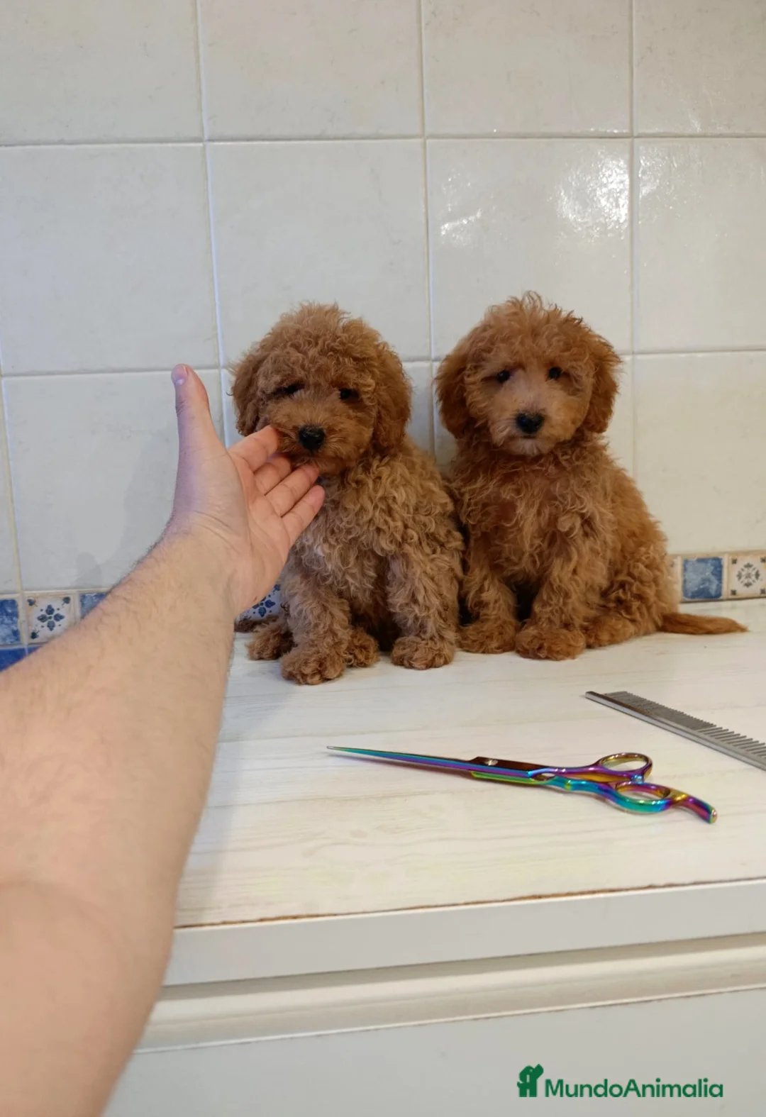 Caniche Toy perros en venta: Caniche toy máchos  - Anuncio 1