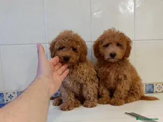 Caniche Toy perros Caniche toy máchos - Anuncio 1