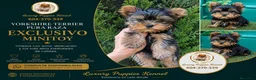 Yorkshire Terrier perros en venta: Yorkshire terrier pura raza toy  - Anuncio 1