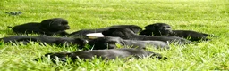 Labrador Retriever perros en venta: Cachorros de Labrador Retriever Negros - Anuncio 5