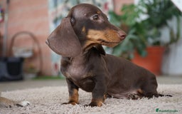 Teckel perros en venta: 🐾 Gregorio y Bomgo – Teckel miniatura 🐾 - Imagen 3