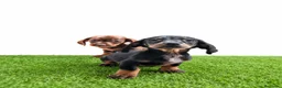 Teckel Miniatura perros en venta: Teckel minis y kanichen maxima calidad - Anuncio 5