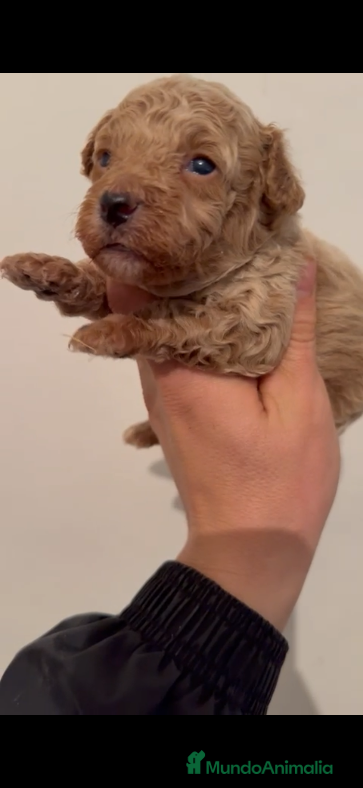 Caniche Toy perros Último caniche apricot - Anuncio 1