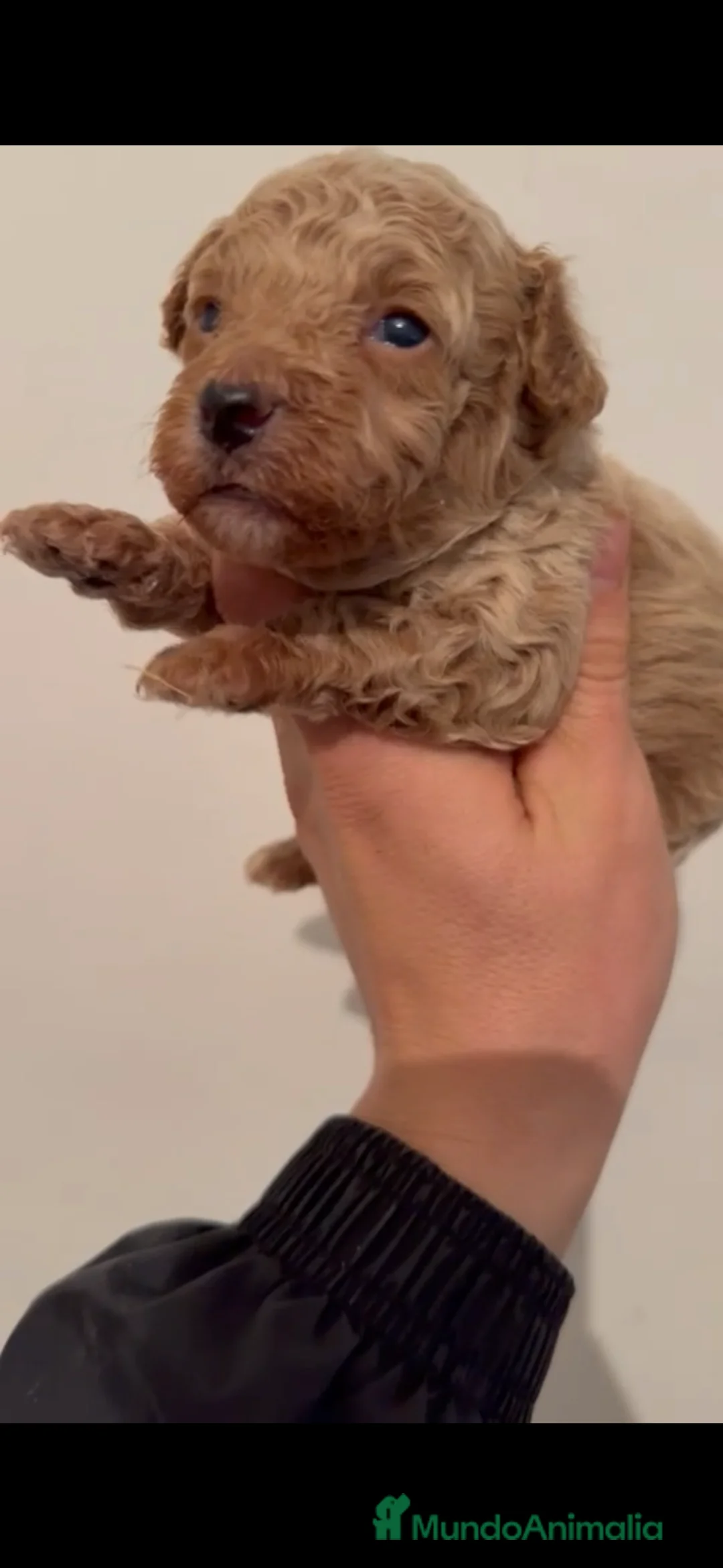 Caniche Toy perros en venta: Último caniche apricot - Anuncio 1