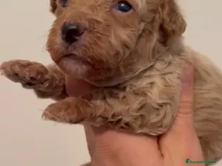 Caniche Toy perros Último caniche apricot - Anuncio 1