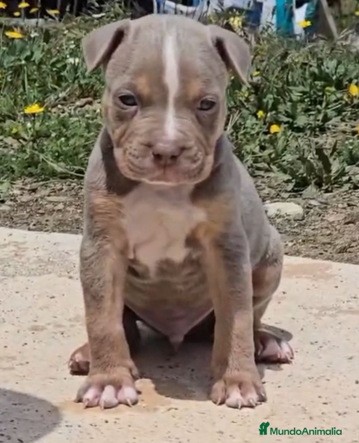 American Bully perros American Bully - Anuncio 2