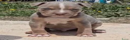American Bully perros en venta: American Bully - Anuncio 1