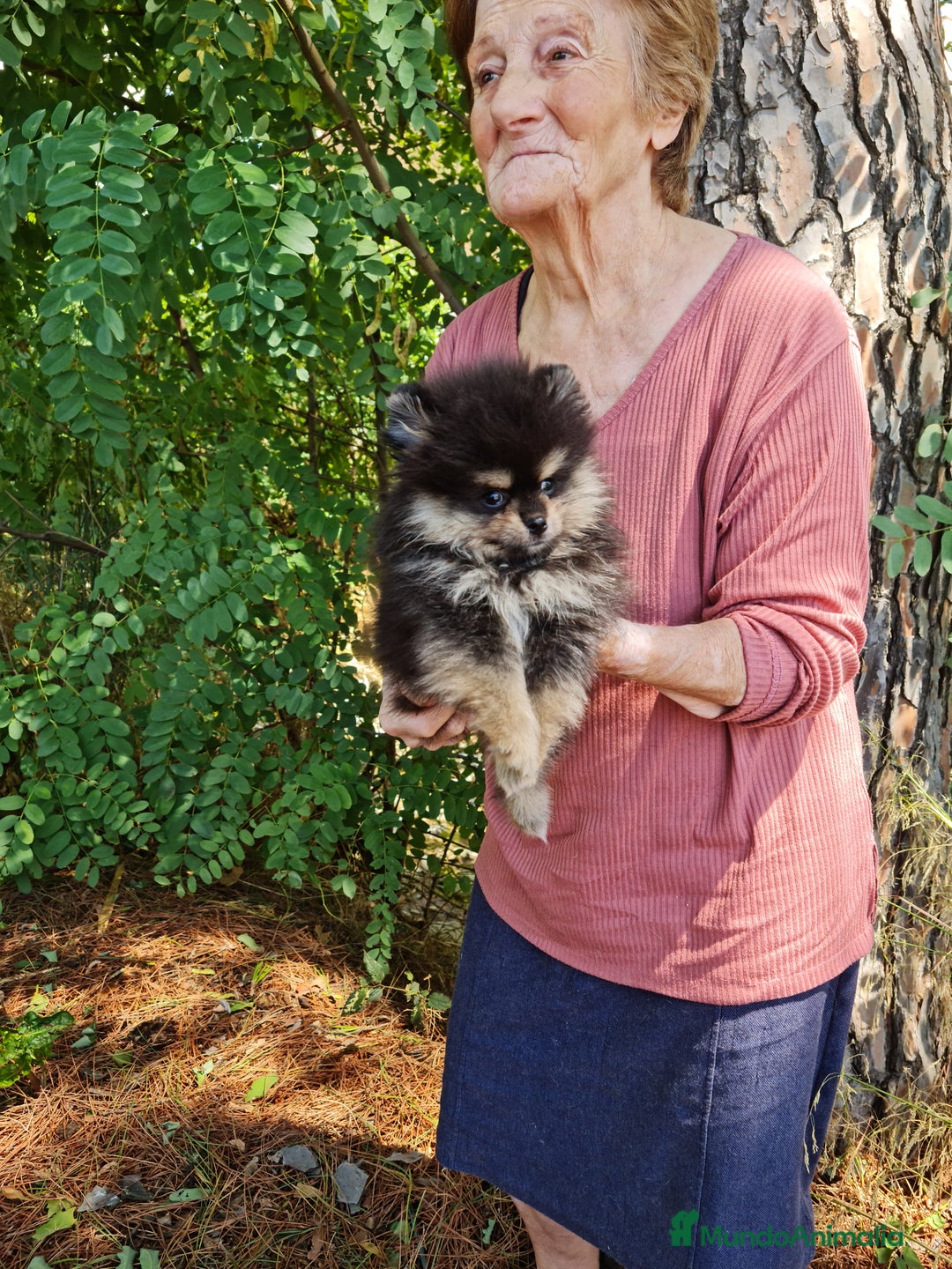 Pomerania perros en venta: Pomerania toy - Imagen 21