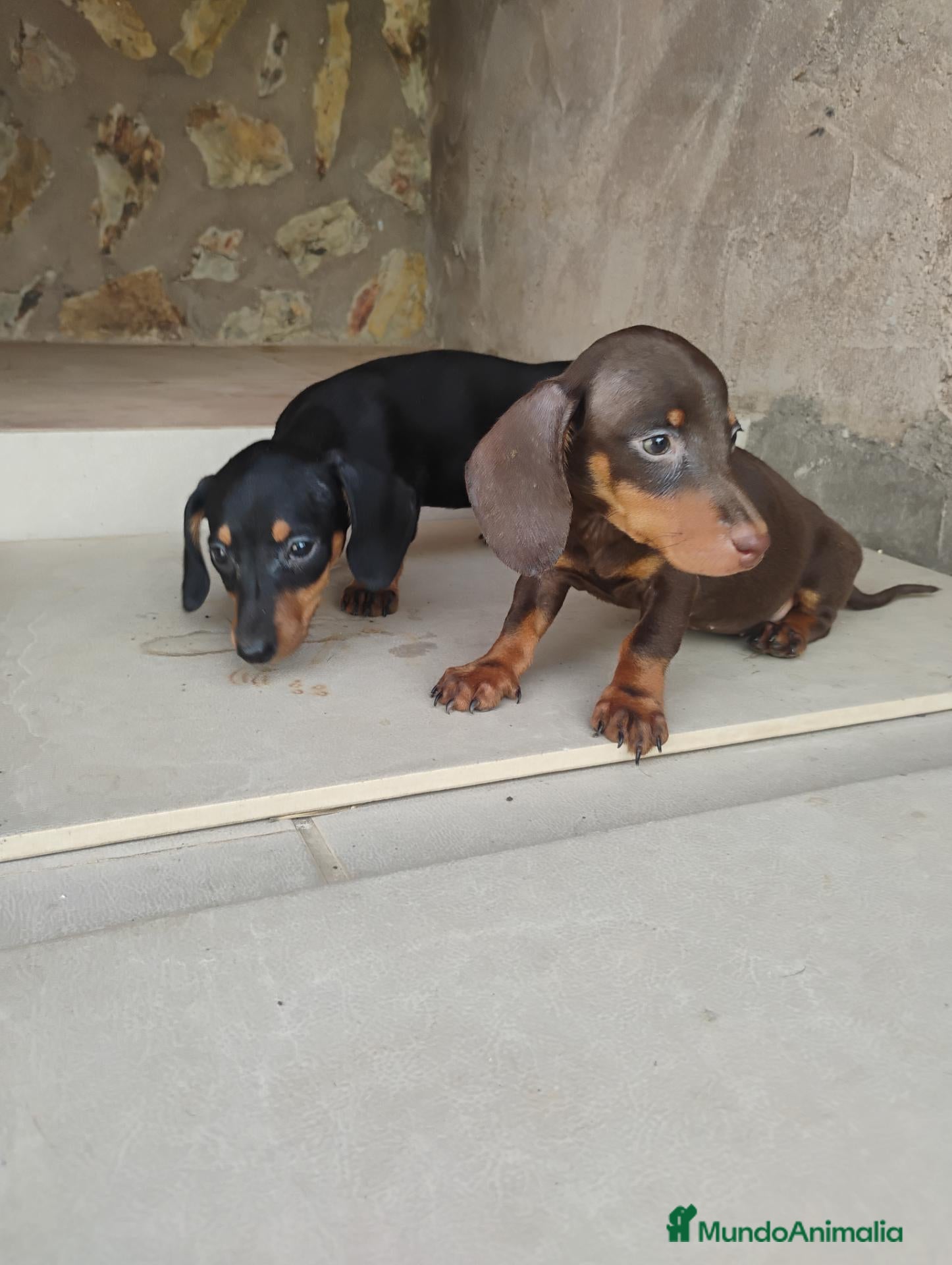 Teckel Miniatura perros Cachorras teckel miniatura  - Anuncio 3