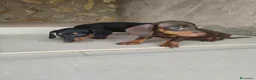 Teckel Miniatura perros en venta: Cachorras teckel miniatura  - Anuncio 1