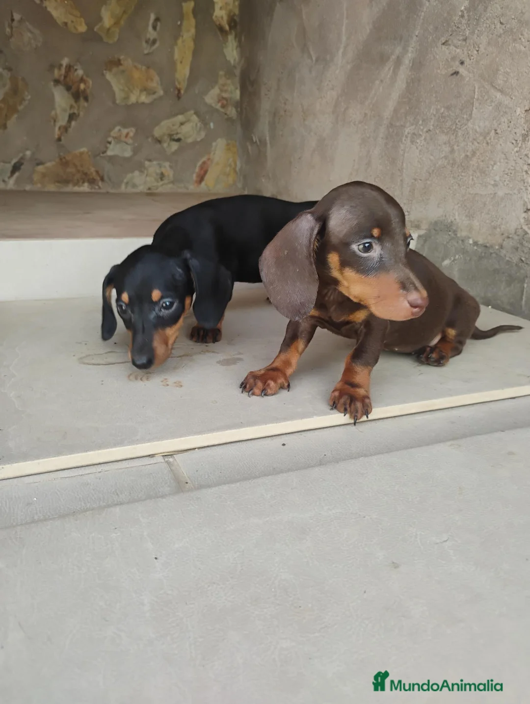Teckel Miniatura perros en venta: Cachorras teckel miniatura  - Anuncio 1