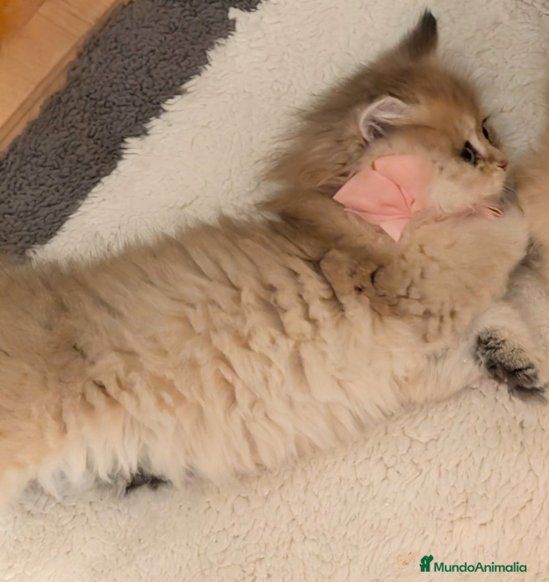 Británico de Pelo Largo gatos en venta:  2gatitos color exclusivo british golden longhair  - Anuncio 29