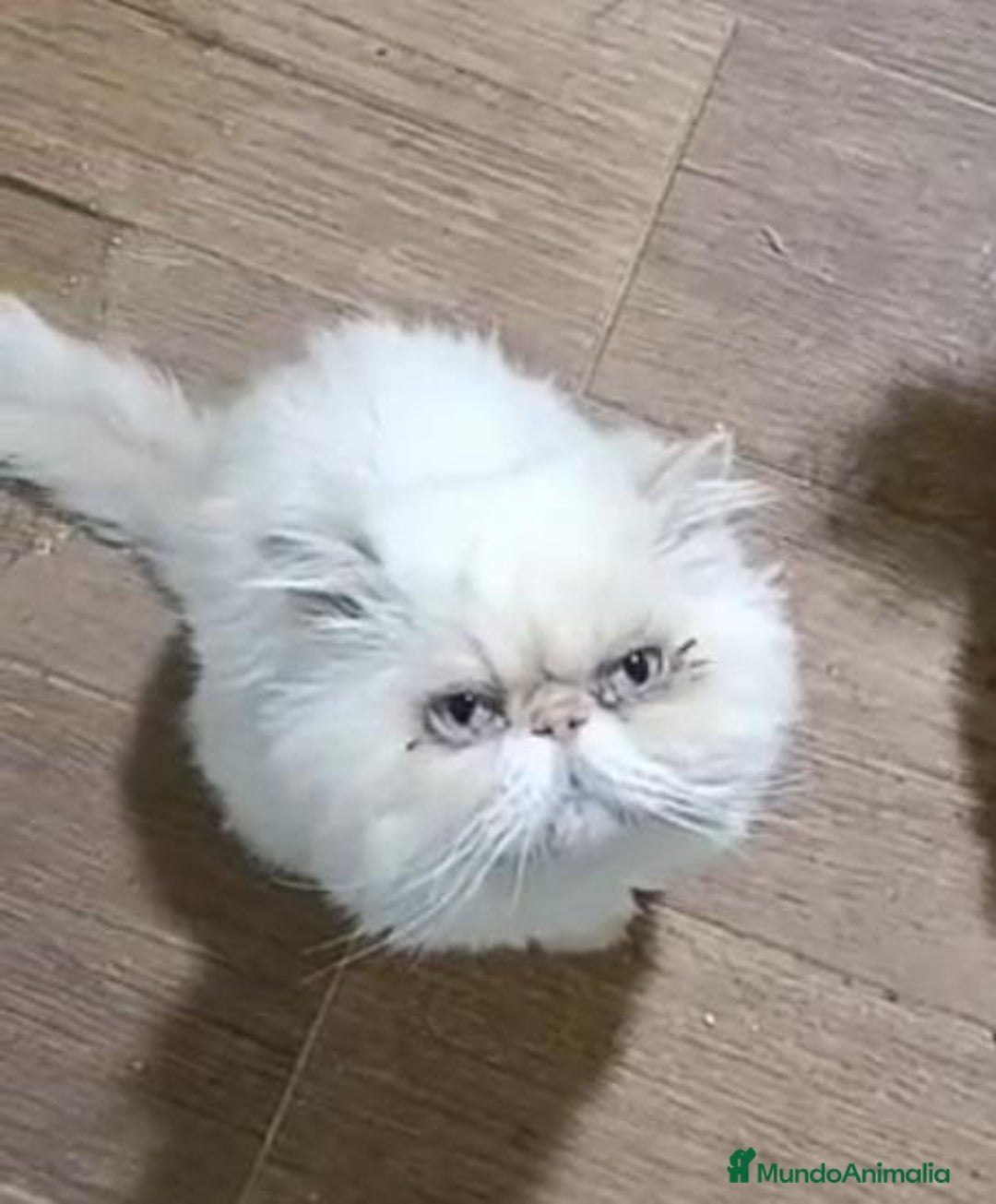 Persa gatos en venta: 🐾PERSA CREMA TABBY MACHO 🐾 - Imagen 3