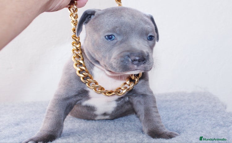 American Pit Bull Terrier perros - Anuncio 8