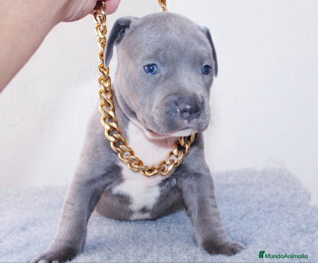 American Pit Bull Terrier perros en venta: American pitbull terrier de mucha calidad  - Imagen 1