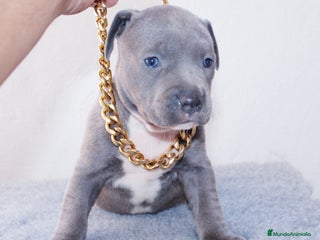 American Pit Bull Terrier perros - Anuncio 30