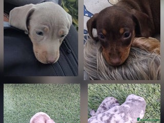 Teckel perros Teckel Mini - Anuncio 11