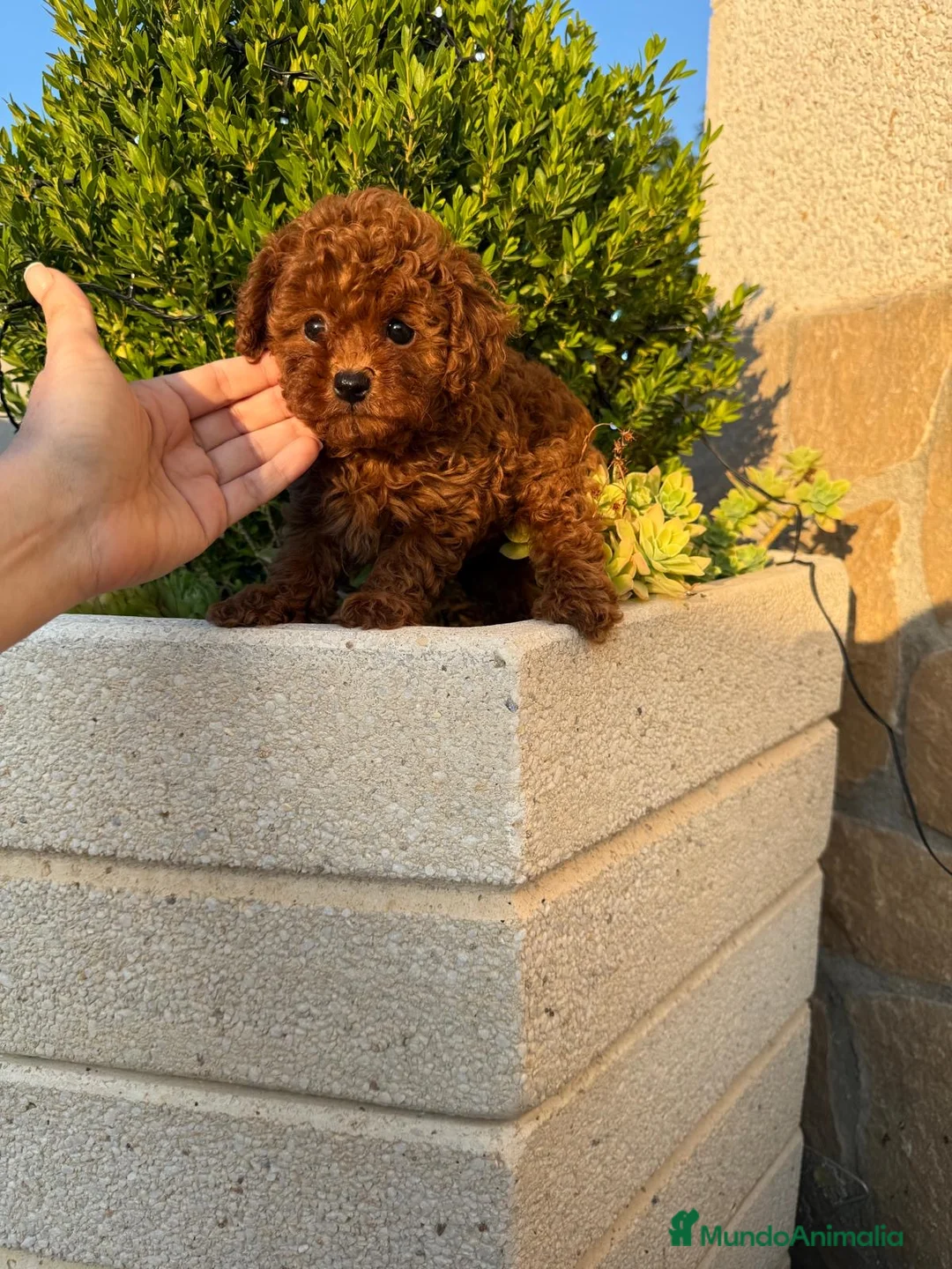 Caniche Toy perros en venta: Caniche toy excelentes ejemplares !!! - Anuncio 2