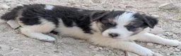 Border Collie perros en venta: Cachorros border collie  - Anuncio 5