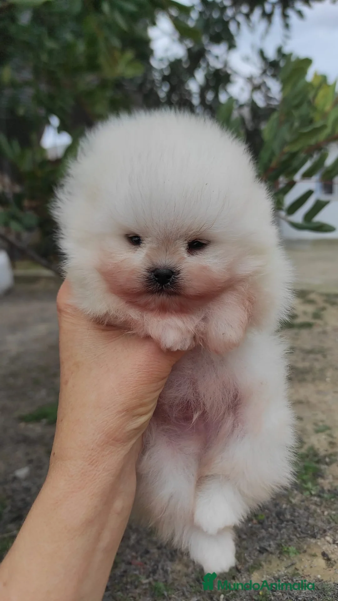Pomerania perros en venta: Pomerania super chato - Anuncio 5