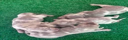 Teckel perros en venta: Teckel mini - Anuncio 19