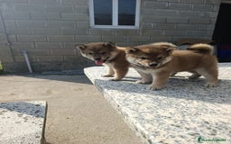 Shiba Inu perros en venta: SHIBA INU GALICIA - Imagen 2
