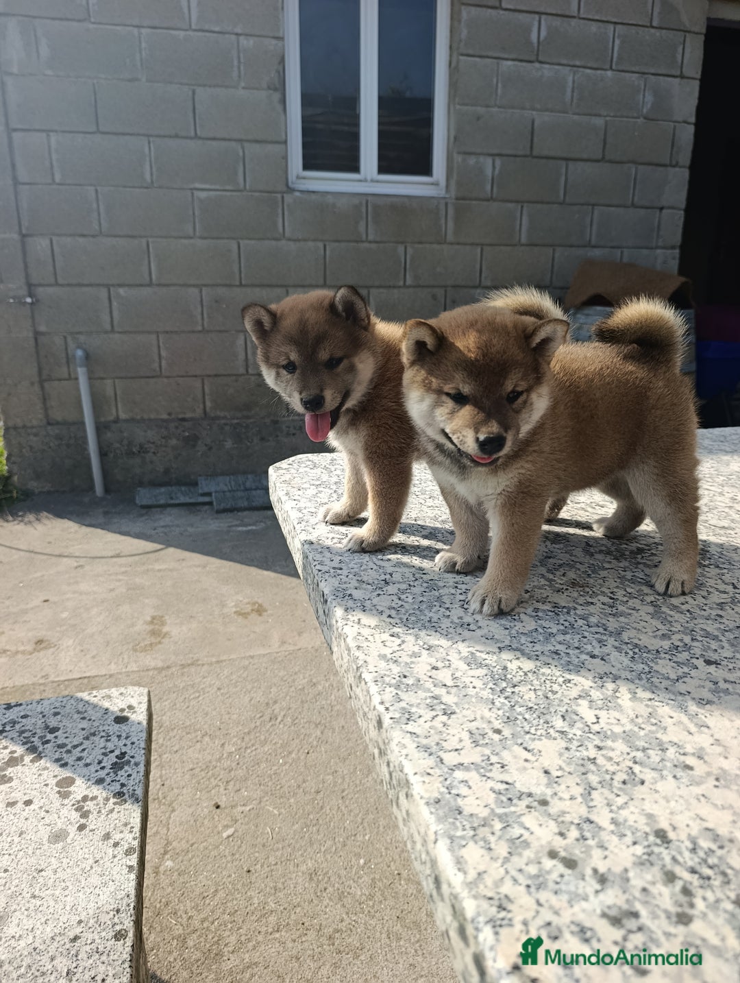 Shiba Inu perros en venta: SHIBA INU GALICIA - Imagen 2