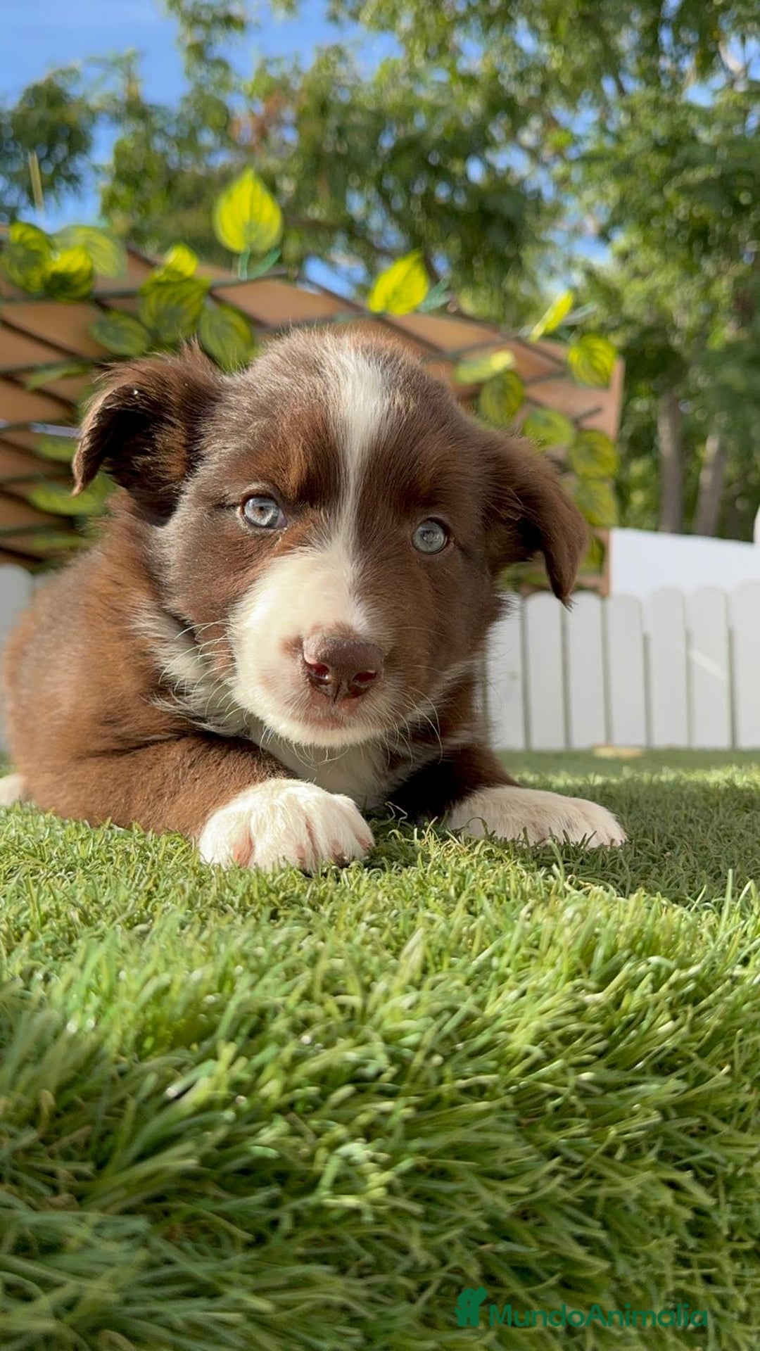 Border Collie perros en venta: BORDER COLLIE HEMBRA CHOCOLATE - Imagen 1