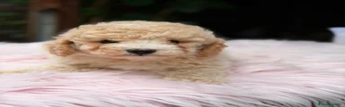 Caniche Enano 4