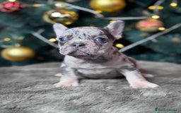 Bulldog Francés perros en venta: BULLDOG FRANCÉS / EXCLUSIVIDAD EN CADA CACHORRO  - Anuncio 4