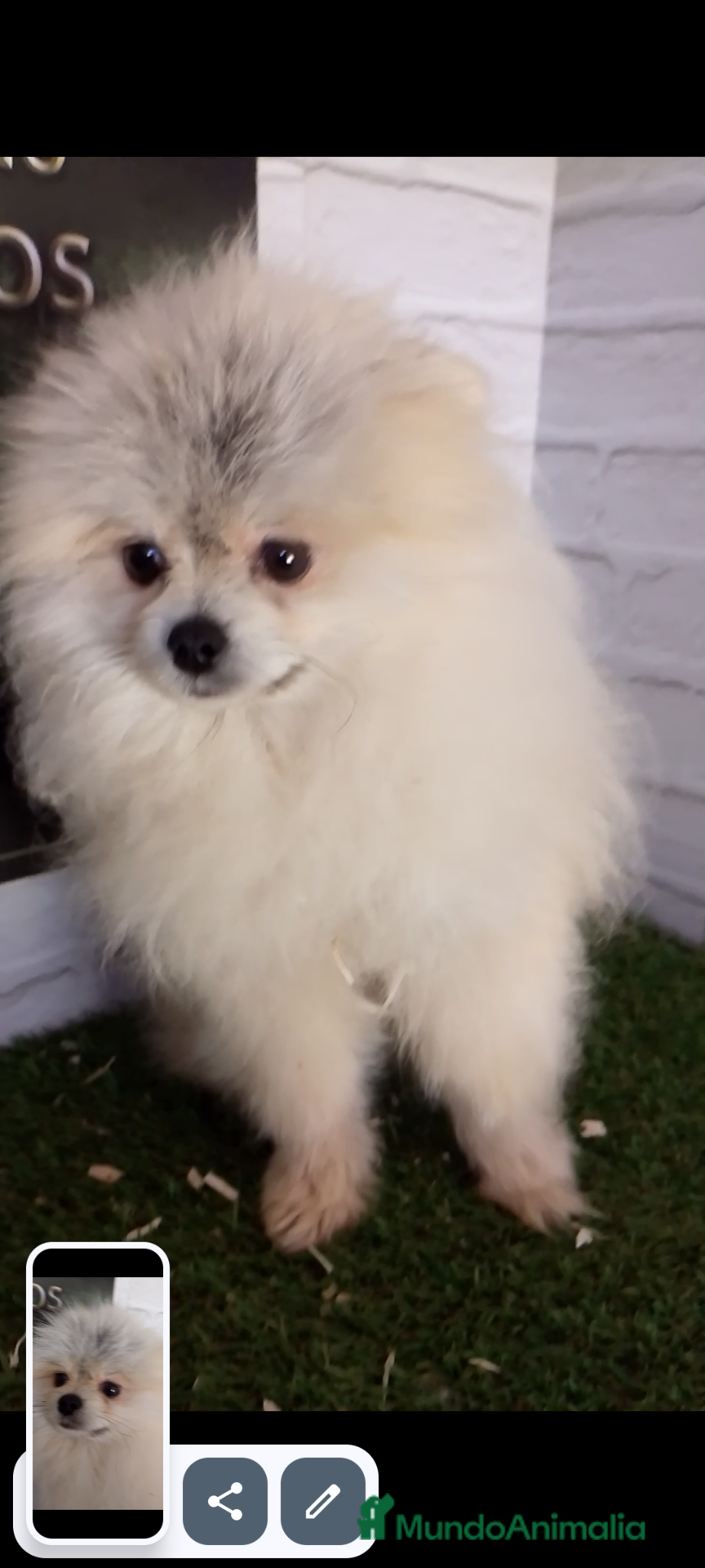 Pomerania perros Pomerania macho  - Anuncio 1
