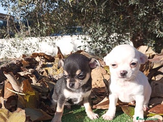 Chihuahua perros CHIHUAHUAS toy cabeza de manzana - Anuncio 24