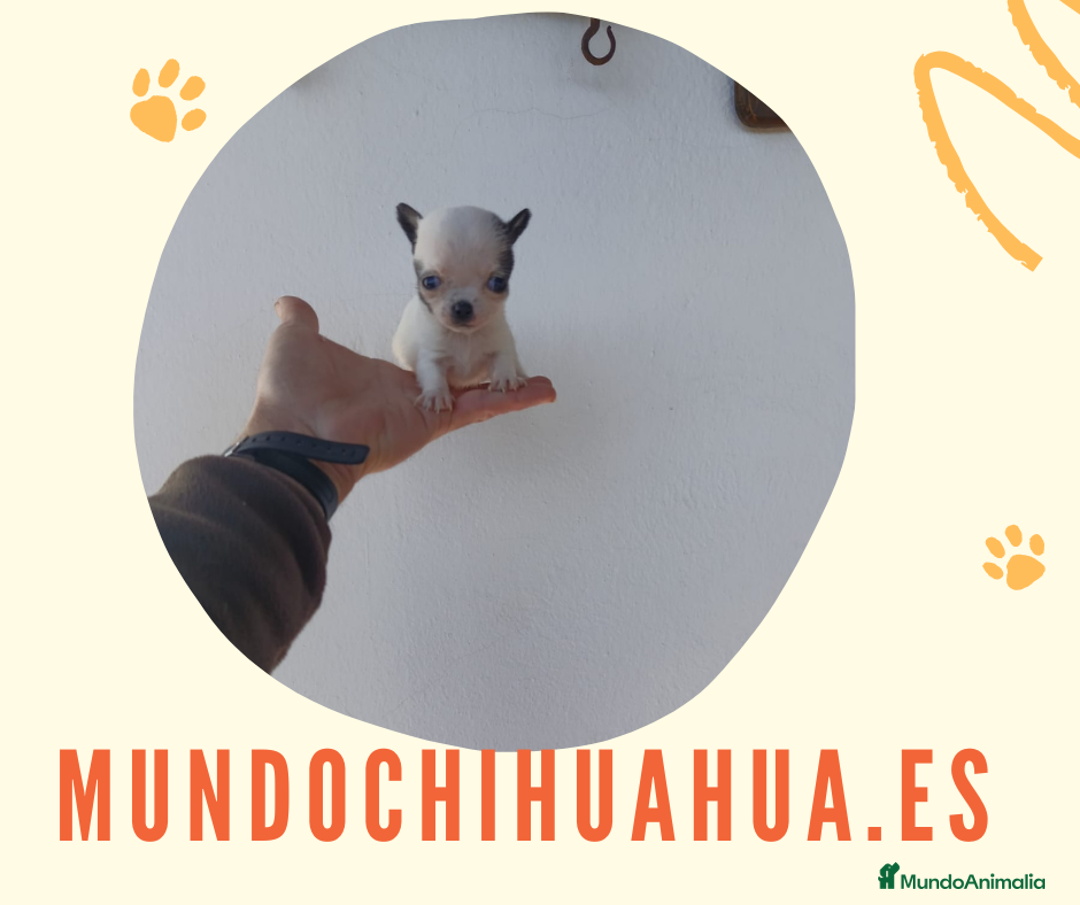 Chihuahua perros en venta: IMPRESIONANTE  CHIHUAHUA   LINEA  TOY  - Anuncio 6