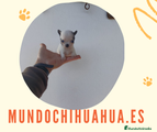 Chihuahua Cachorro 5