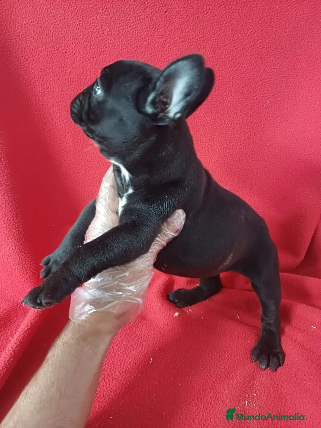 Bulldog Francés perros en venta: Bulldog Francés  - Anuncio 2