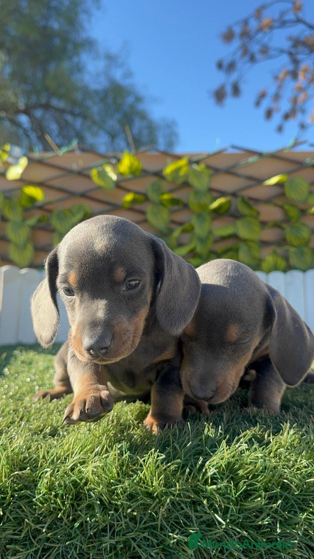 Teckel Miniatura perros en venta: TECKEL MINIATURA BLUE - Anuncio 11