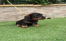 Teckel perros en venta: Disponible preciso teckel pelo duro - Imagen 3