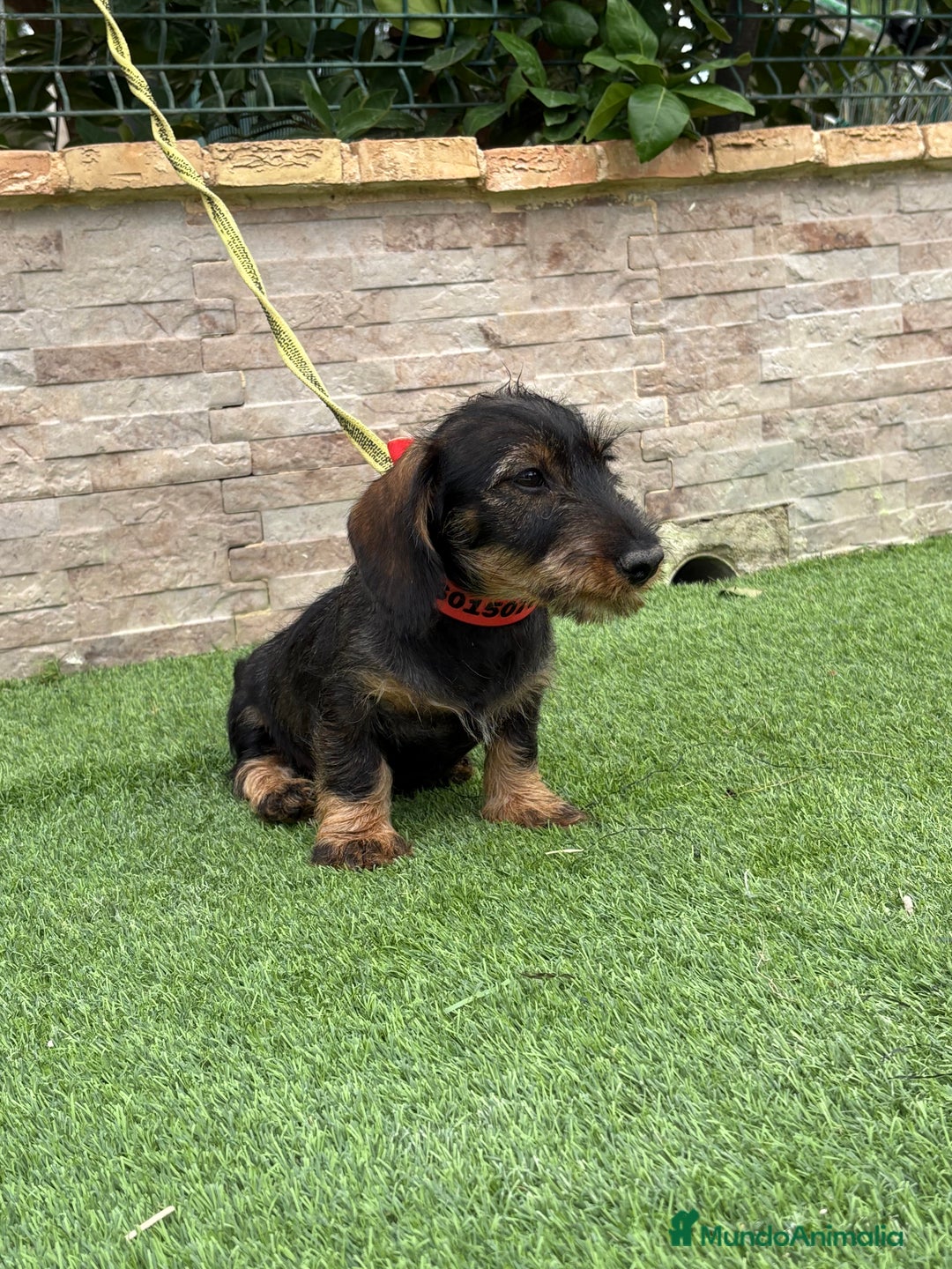Teckel perros en venta: Disponible preciso teckel pelo duro - Imagen 3