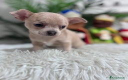 Chihuahua perros en venta: CHIHUAHUA HEMBRA - Anuncio 7