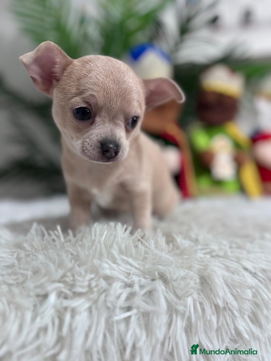 Chihuahua perros en venta: CHIHUAHUA HEMBRA - Anuncio 7