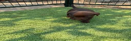 Labrador Retriever perros en venta: LABRADOR - Anuncio 34