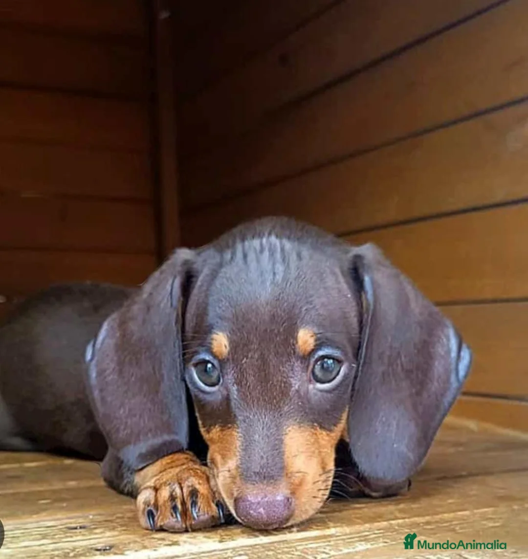 Teckel Miniatura perros en venta: Teckel miniatura en Badajoz - Anuncio 2