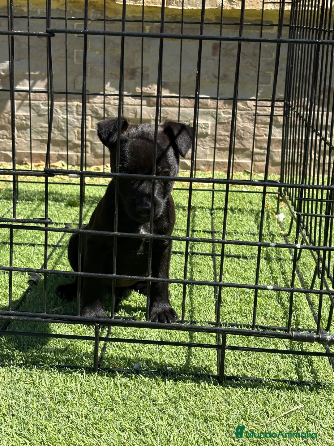 Jack Russell Terrier perros en venta: Cachorra de Patterdale  - Anuncio 2