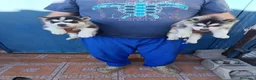 Husky Siberiano perros en venta: Husky siberianos  - Anuncio 3