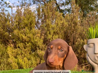 Teckel perros CAMADA TECKEL KANINCHEN - Anuncio 13