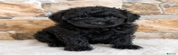Caniche Toy perros en venta: Caniche Toy negro🐶🐾 - Anuncio 1