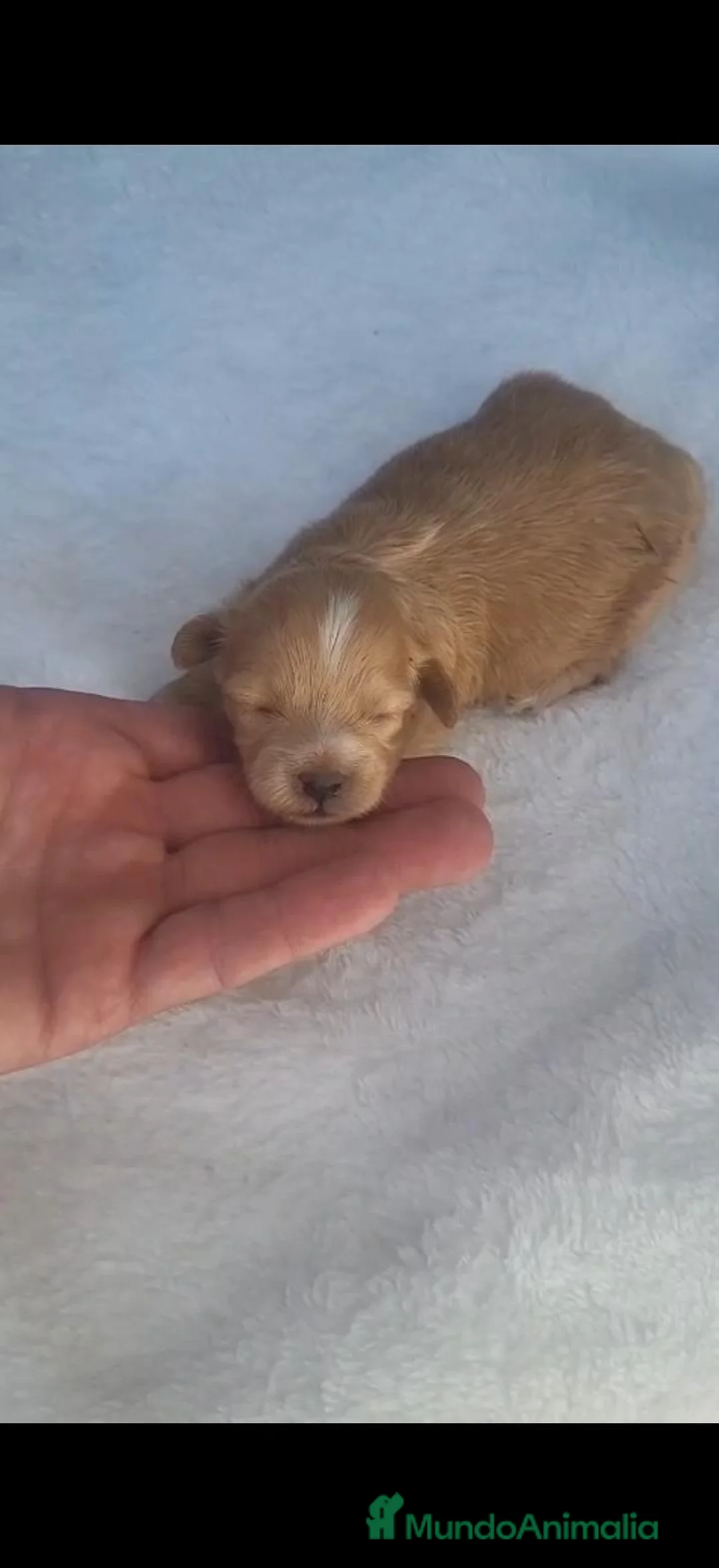 Maltipoo perros en venta: Maltipoo  - Anuncio 2