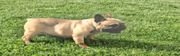 Bulldog Francés perros en venta: Bulldog frances - Anuncio 2