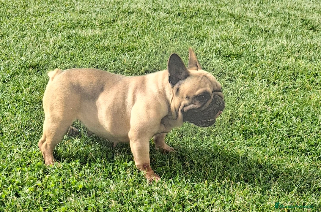 Bulldog Francés perros en venta: Bulldog frances - Anuncio 2