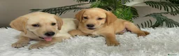 Labrador Retriever perros en venta: LABRADOR RETRIEVER  - Anuncio 9